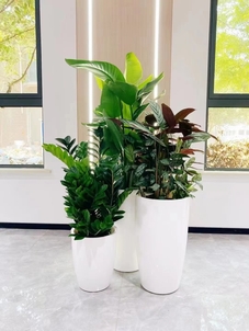 余姚植物租摆专业,让你的生活满是盎然绿意!